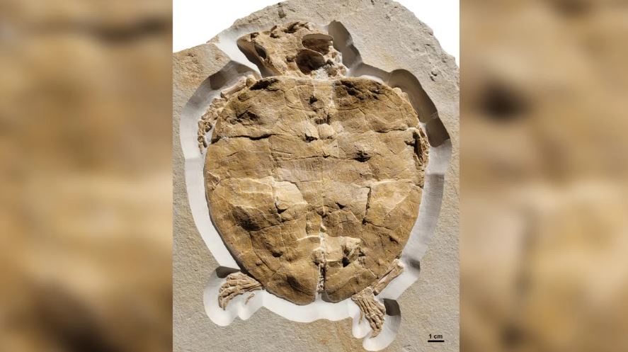 Пронајден најцелосниот фосил на желка од времето на диносаурусите