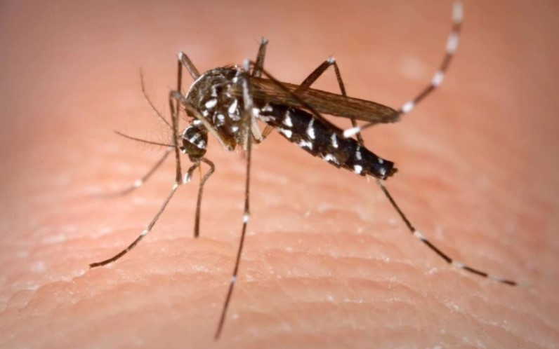 Во Србија двајца заразени со вирусот Западен Нил, заразени комарци регистрирани на три локации