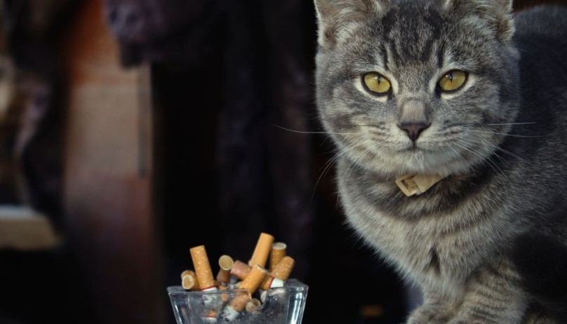 Димот од цигарите е штетен за вашите домашни миленици: Вие пушите, а тие се гушат