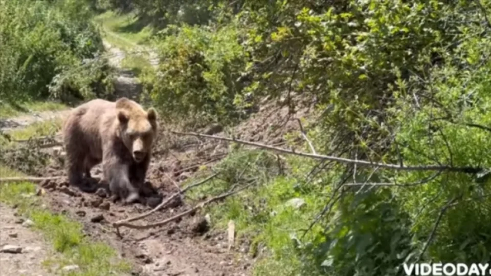 ВИДЕО од спасувачката акција на мечката која беше заглавена на Шара