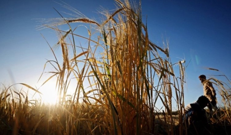 Русија не сака да го обнови Договорот за извоз на жито