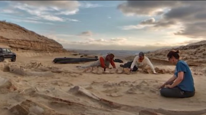 Фосил од помал кит стар 41 милиони години откриен во Египет