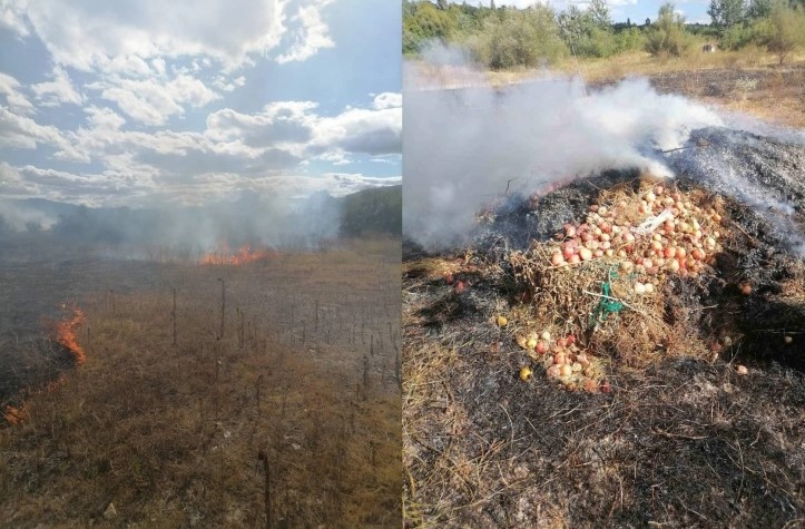 Пожар во Рибарци, запалени биле корења од домати