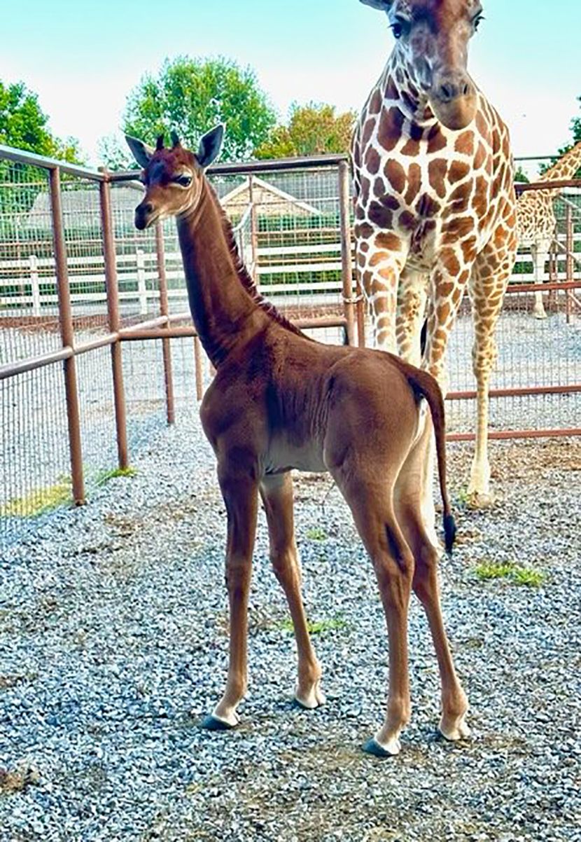 Чудо: Родена еднобојна жирафа (ВИДЕО)