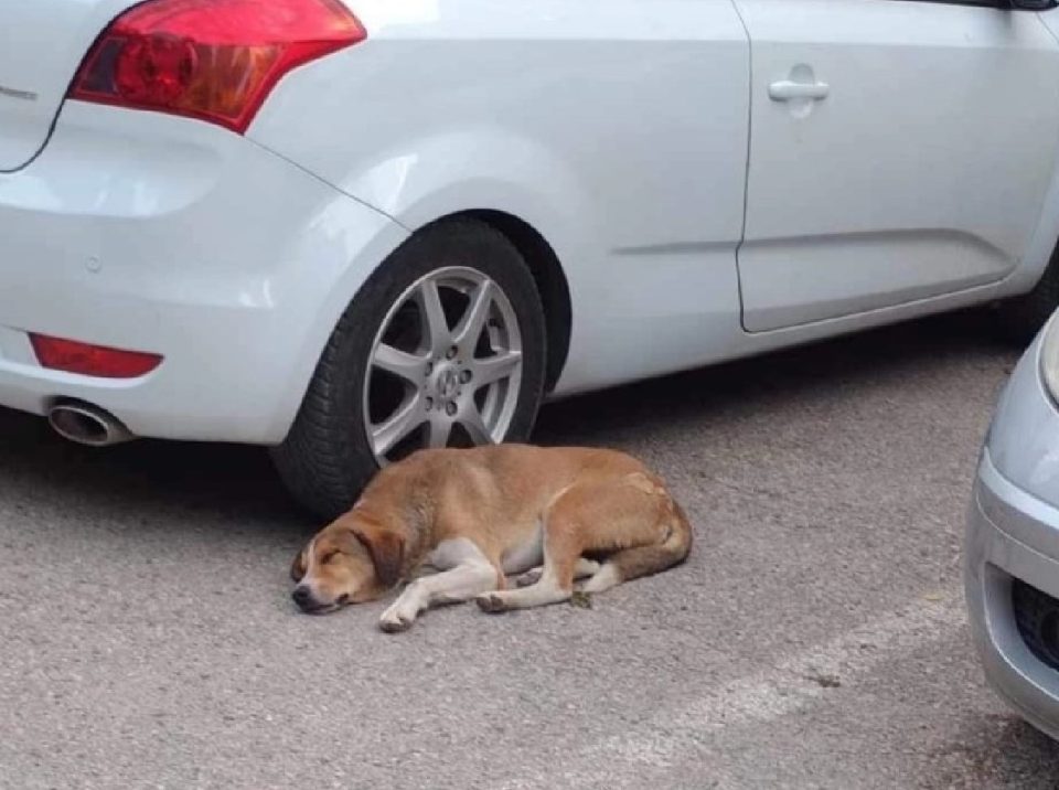 ГЛЕТКА ОД КАВАДАРЦИ КОЈА ГО КРШИ СРЦЕТО – куче три дена лежи пред автомобилот на својата сопственичка која за жал починала (ФОТО)