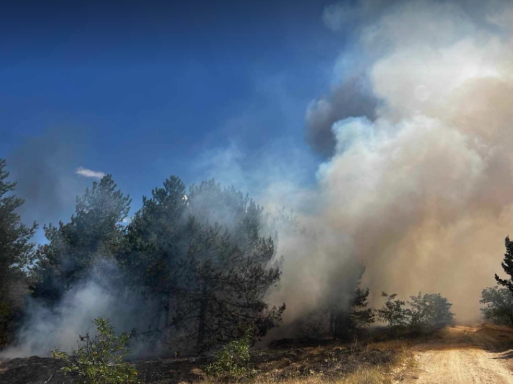 ФОТО: Голем пожар во Лозово, гори борова шума на тешко пристапен терен