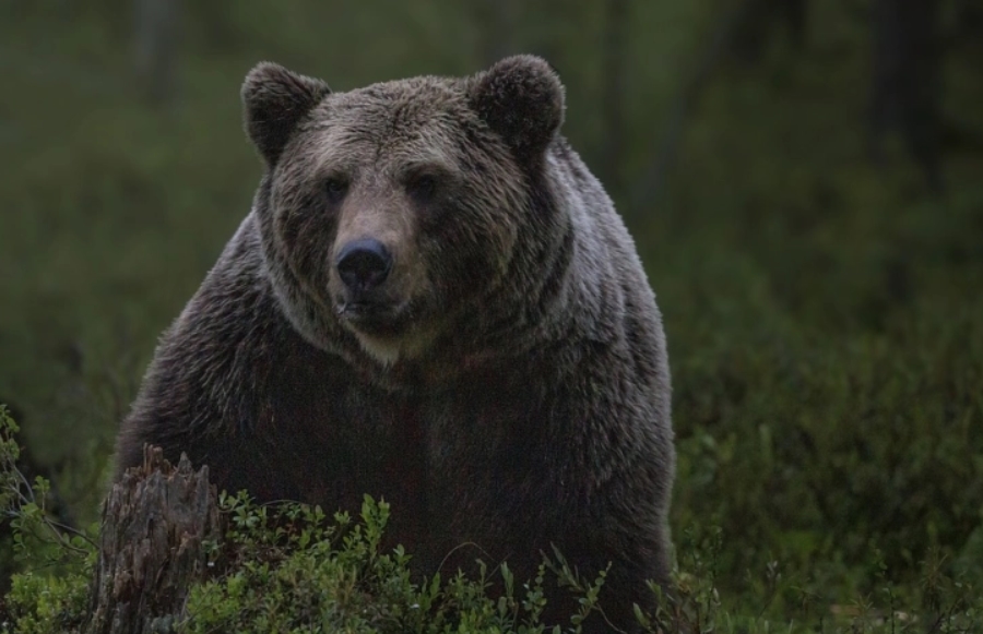 Убиени се мечка и две мечиња во Македонија, нивниот лов е ТРАЈНО забранет