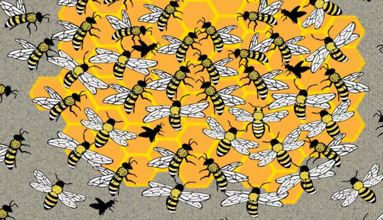 Само оние со остро око ќе ја видат пчелата матица во кошницата за 5 секунди: Можете ли и вие?