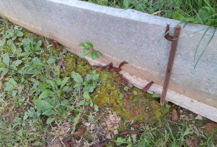 Полжави ги уништуваат градинарските култури во село Русиново