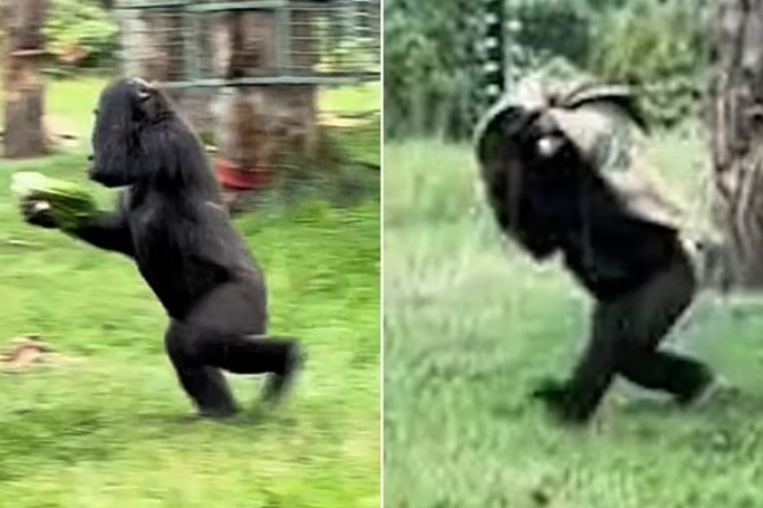 Урнебесно видео од зоолошка градина во Лондон: Горили бегаат од дожд, а нивното однесување е идентично со она на луѓето