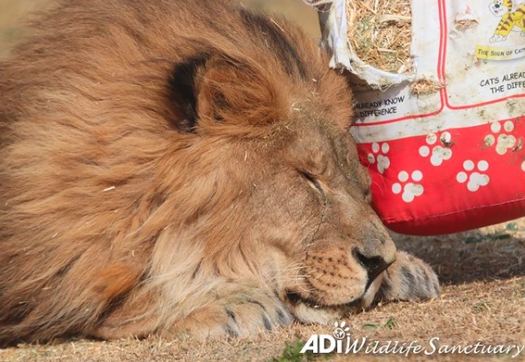 ВИДЕО: „Најосамениот лав на светот“ пуштен на слобода