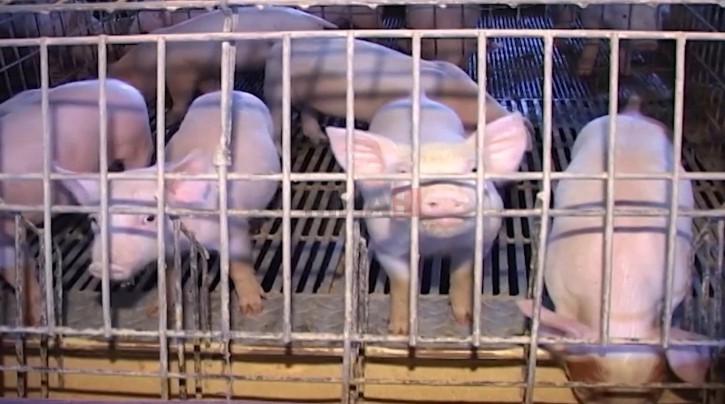 АХВ потврди дека погодна локација за еутаназирање на 9 000 свињи е во атарот на карбинското село Таринци