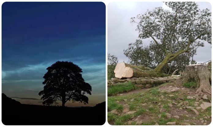 Тинејџер е уапсен бидејќи го исекол најфотографираното дрво во Британија: Чинарот на „Робин Худ“/ФОТО