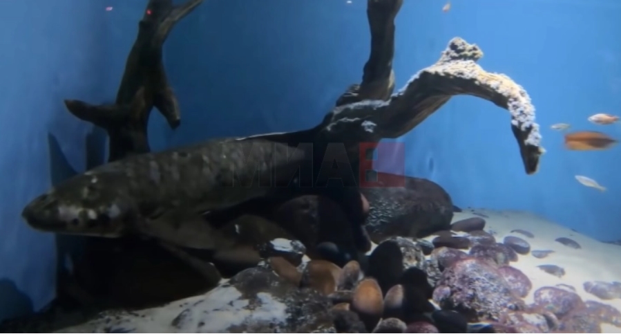 Метусела е најстара жива аквариумска риба во светот – „го помни“ и Рузвелт
