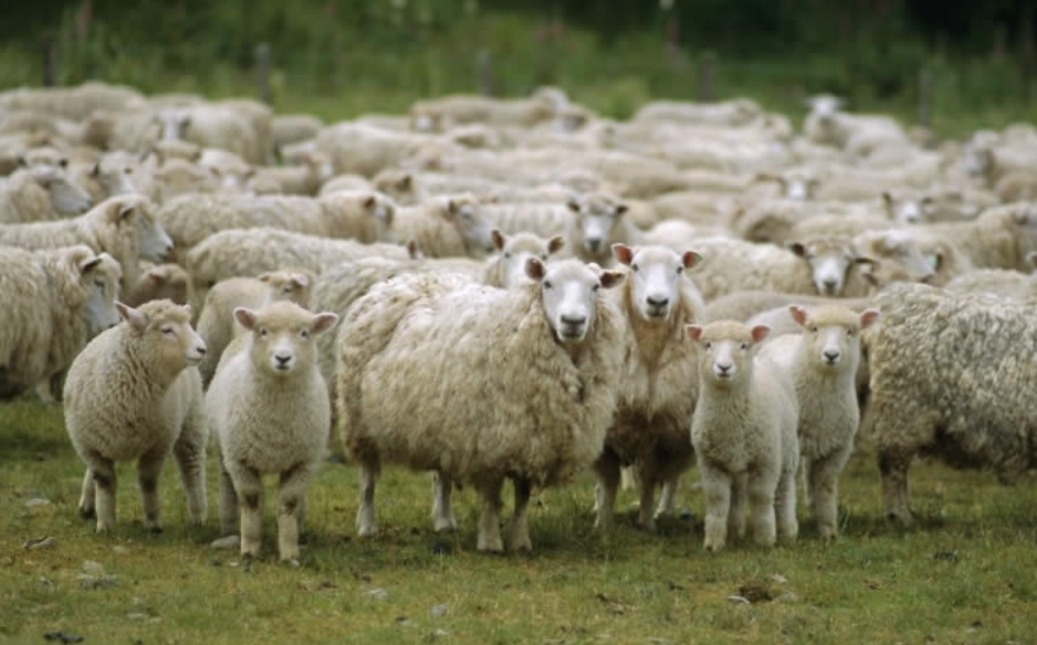 Во Грција овци изеле околу 100 килограми медицински канабис