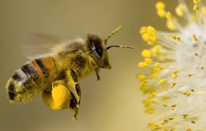 Пронајдени фосилизирани пчели стари 3.000 години