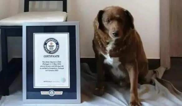 ТАЖНА ВЕСТ: Угина Боби- најстарото куче на светот