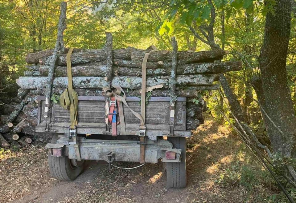 ФОТО: Приведени тројца дрвокрадци од неготинско, пронајдени околу 28 метри кубни огревно дрво без документација