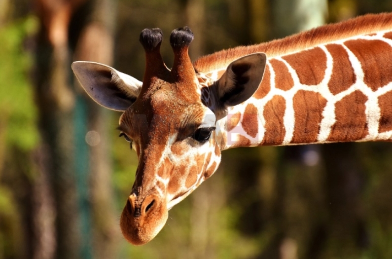 Жена се обидела да пренесе измет од жирафа од Кенија, еве што сакала да направи со него