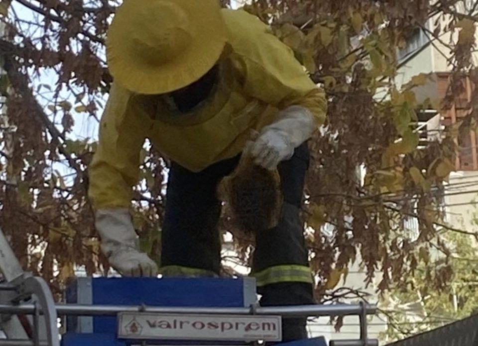 Пожарникари отстранија гнездо пчели од дрво пред детска градинка во Струмица